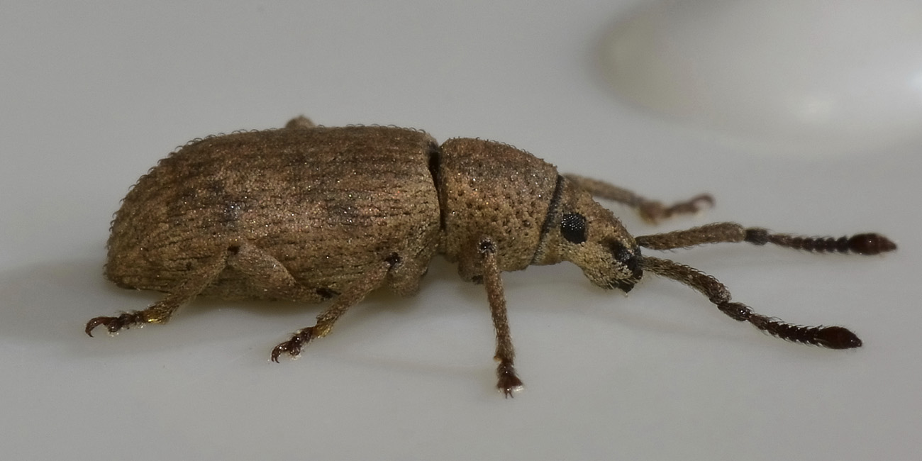 Curculionidae: Simo variegatus
